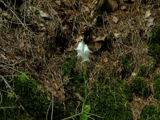 Campanula barbata / Campanula pelosa